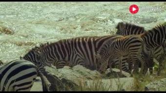 国产斑马测评视频大全在线观看,全方位解析，在线观看体验