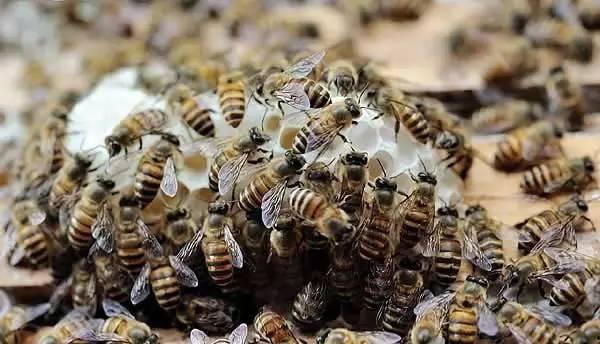 国产蜜蜂正宗吗能吃吗视频,视频带你品尝天然蜂产品