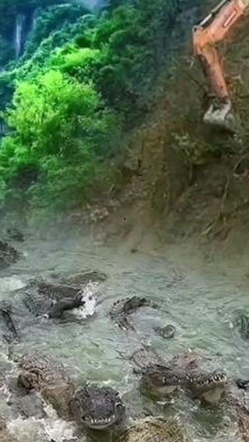 国产特效鳄鱼视频,惊险刺激的视觉盛宴